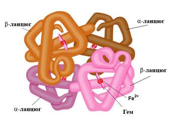 Молекула гемоглобина имеет структуру четвертичную thumbnail