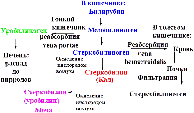 Обмен билирубина в норме схема