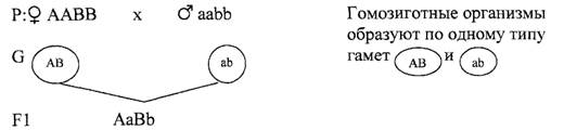 Какие гаметы образует генотип aabb. Схема ААВВ иллюстрирует скрещивание. Полигибридное скрещивание задачи с решением. Полигибридное скрещивание схема. AABB AABB скрещивание.