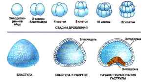 Развитие зародыша на стадии бластулы