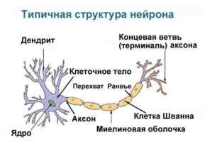 Структурные элементы нервной ткани