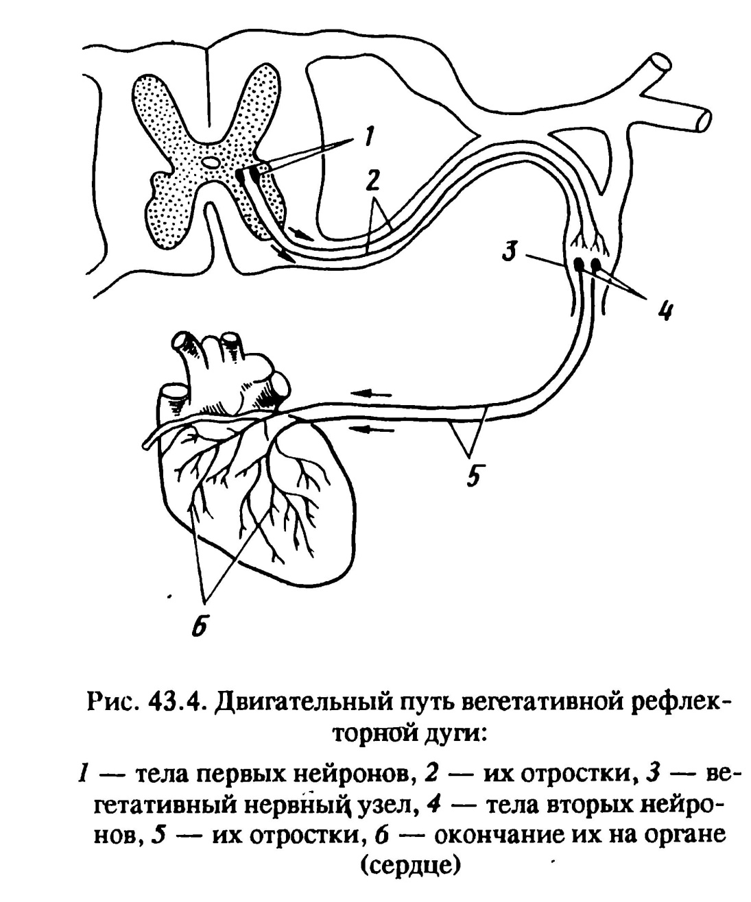 Схема рефлекторного пути