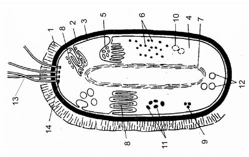 Схема строения клетки бактерии 38