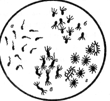 Схема строения клетки бактерии 39