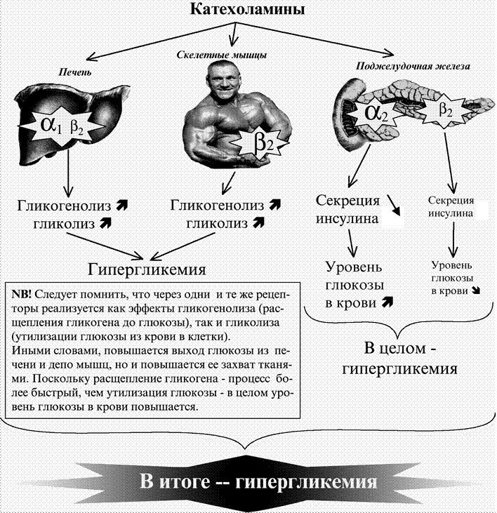 Адреналин какая секреция. Регуляция секреции катехоламинов. Схема действия катехоламинов на адренорецепторы. Влияние катехоламинов на обмен. Катехоламины в крови.