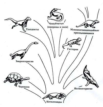 Выберите признаки характеризующие прогрессивное развитие рептилий. Происхождение и Эволюция рептилий схема. Пресмыкающиеся схема развития. Классификация рептилий схема. Эволюция пресмыкающихся схема.