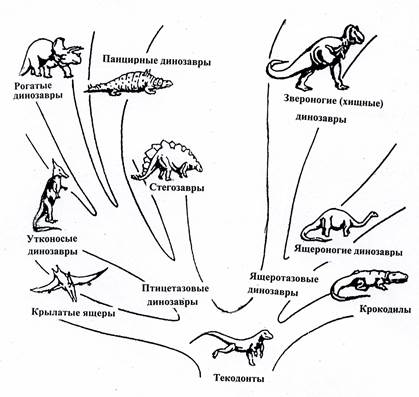 Схема эволюции позвоночных