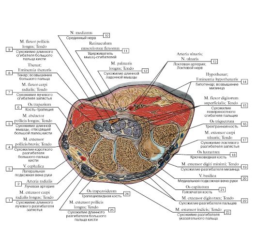 Поперечный распил кисти схема топографическая анатомия