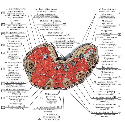 Поперечный распил кисти схема топографическая анатомия