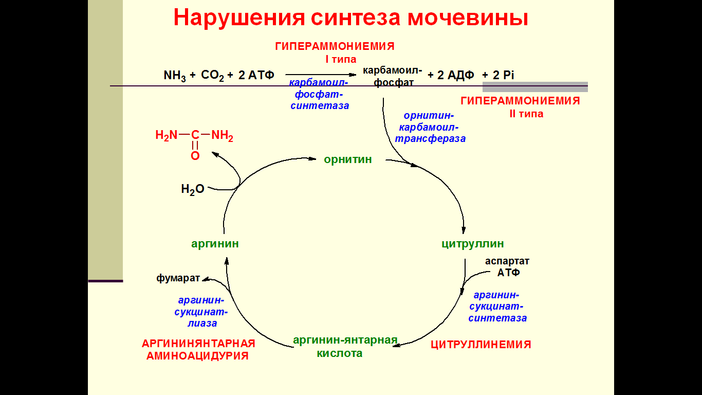 Орнитиновый цикл реакции. Цикл мочевины + цикл трикарбоновых кислот. Орнитиновый цикл синтеза мочевины. Нарушения орнитинового цикла гипераммониемия. Схема синтеза мочевины биохимия.
