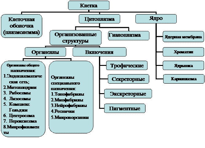 Структурным элементом классификации. Основные структурные компоненты клетки. Структурные компоненты клетки схема. Структурные элементы клетки схема. Основные структурные компоненты клетки схема.