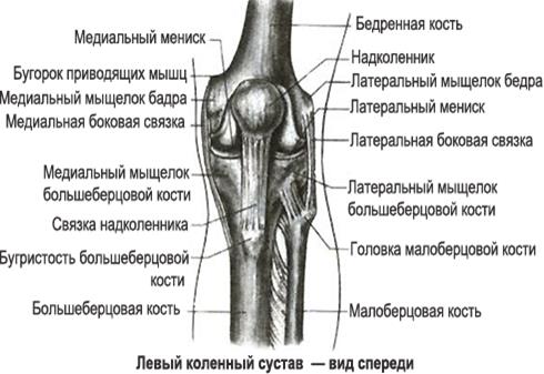 Латеральный вид нижней конечности