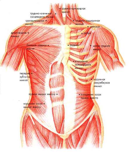 Грудная стенка. Мышцы грудной стенки. Кровоснабжение грудных мышц. Большая грудная мышца кровоснабжение. Кровоснабжение мышц груди.