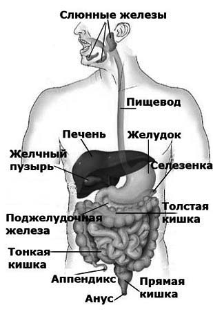 На схеме пищеварительной системы голубя мускульный желудок обозначен цифрой