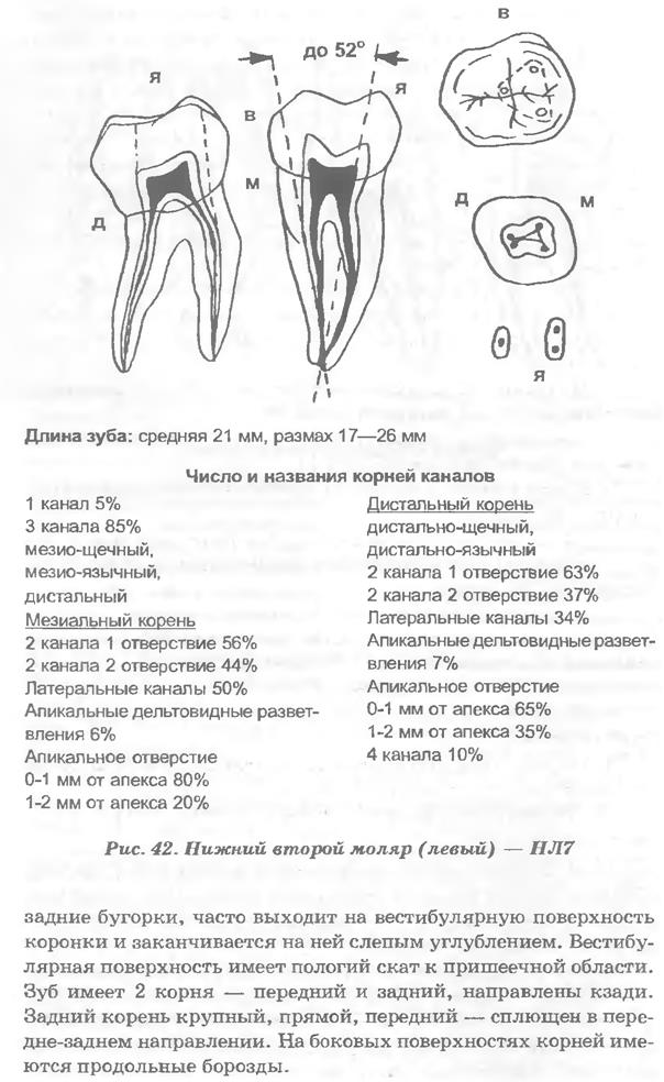 Сколько каналов в 16. Анатомия устьев корневых каналов 26 зуба. Моляры верхней челюсти анатомия. Анатомия корневых каналов моляров верхней челюсти. Второй моляр нижней челюсти.
