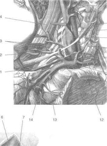 Грудина ключично сосцевидная. Луковица яремной вены на кт. Нижняя луковица яремной вены. Грудино-ключично-сосцевидная мышца артерии.