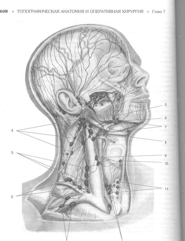Узлы на затылке. Лимфатическая система шеи топографическая анатомия. Лимфоузлы шеи анатомия. Глубокие яремные лимфатические узлы. Лимфоузел на шее анатомия.