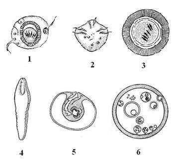 Шестикрючная личинка онкосфера. Схема строения личинок цестод. Жизненный цикл цестоды схема. Онкосфера ленточных червей. Онкосфера свиной цепень.