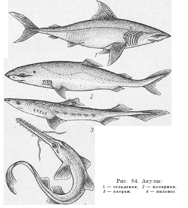 1 хрящевые рыбы. Отряд сельдевые акулы. Химеры хрящевые рыбы. Хрящевые акулы.