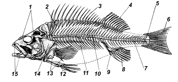 Скелет рыбы рисунок с подписями