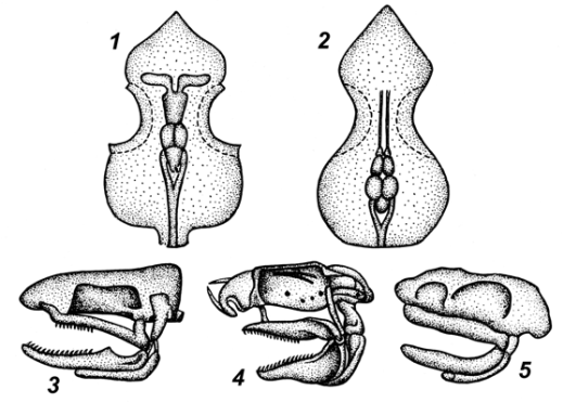 Висцеральный скелет. Платибазальный и ТРОПИБАЗАЛЬНЫЙ череп. Типы черепов позвоночных гиостилический амфистилический. Аутостильный Тип висцерального черепа. Гиостилия Амфистилия аутостилия.