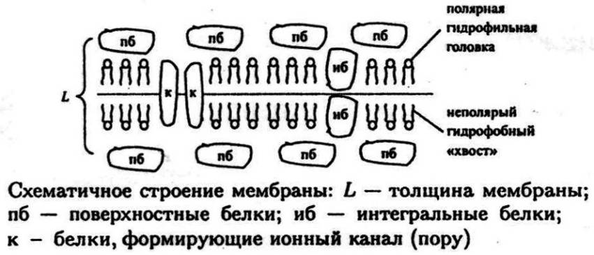 Избирательная проницаемость клеточной мембраны. Физические процессы в мембранах.