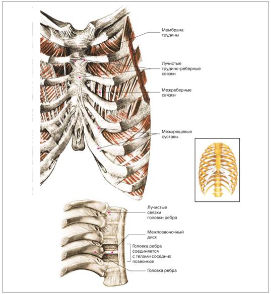 Соединение между ребрами. Ребра и Грудина Тип соединения. Грудина и ребра соединение костей. Соединение костей грудины. Грудино реберный синхондроз.
