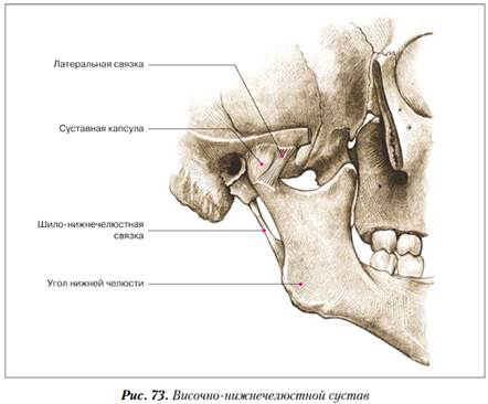 Соединение нижнечелюстной и височных костей. Нижнечелюстная ямка ВНЧС. Соединение костей черепа: швы, височно – нижнечелюстной сустав.. Височно-нижнечелюстной сустав соединяется черепа анатомия.