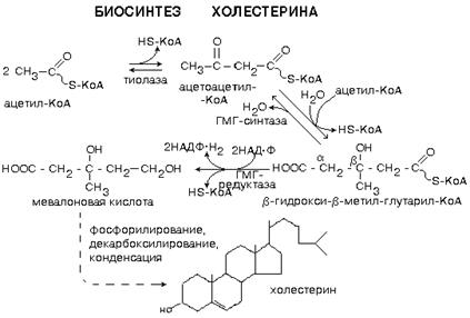 Схема синтеза холестерина