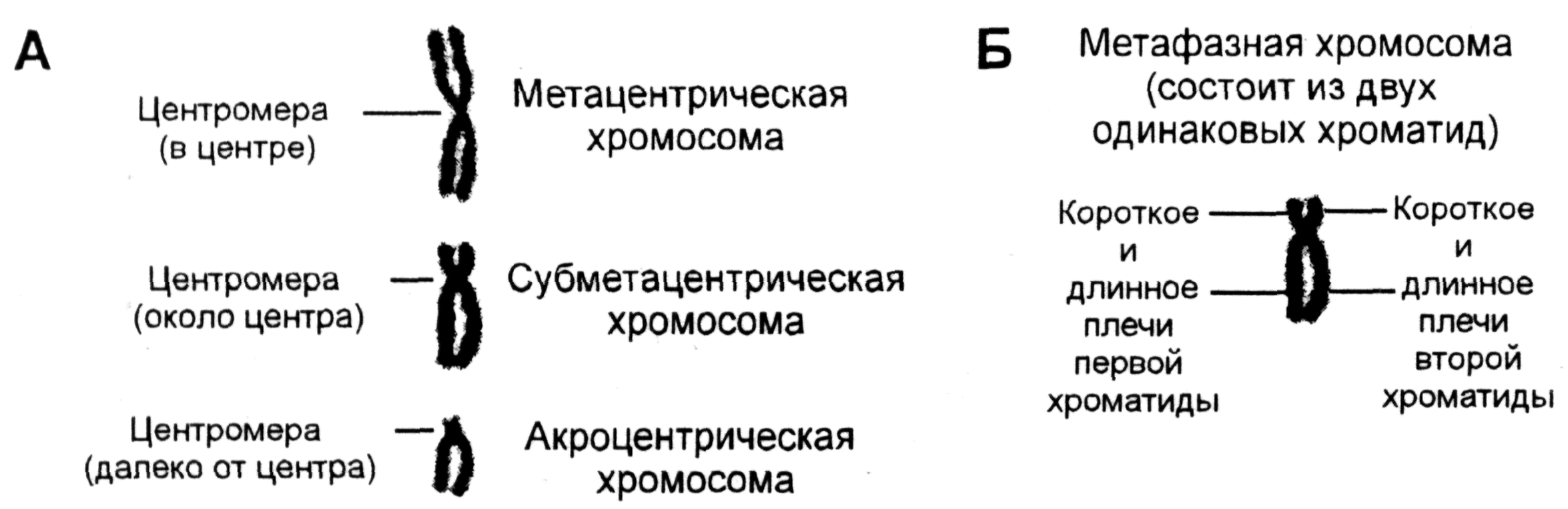Хромосом группы d. Типы хромосом на стадии метафазы. Акроцентрическая хромосома строение. Строение хромосом на стадии метафазы. Субметацентрические хромосомы строение.