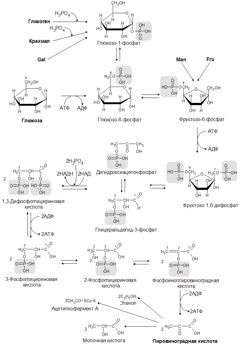 Последовательность процессов окисления глюкозы в клетках. Анаэробный гликолиз формула. Схема реакции аэробного гликолиза Глюкозы. Аэробный гликолиз биохимия схема. Аэробный гликолиз схема процесса.