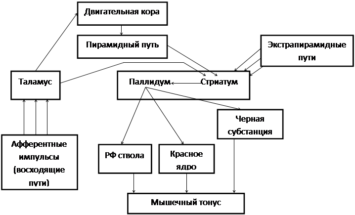 Схема стриопаллидарной системы