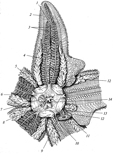 Схема строения амбулакральной системы иглокожих - 91 фото