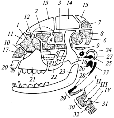 Схема черепа млекопитающих