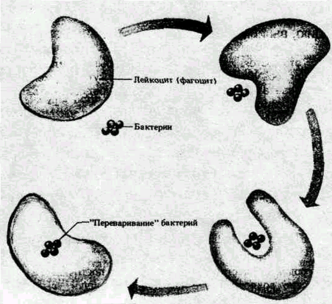 Низкий фагоцитоз. Фагоцитоз рисунок. Факторы стимулирующие фагоцитоз. Схема полного и неполного фагоцитоза.