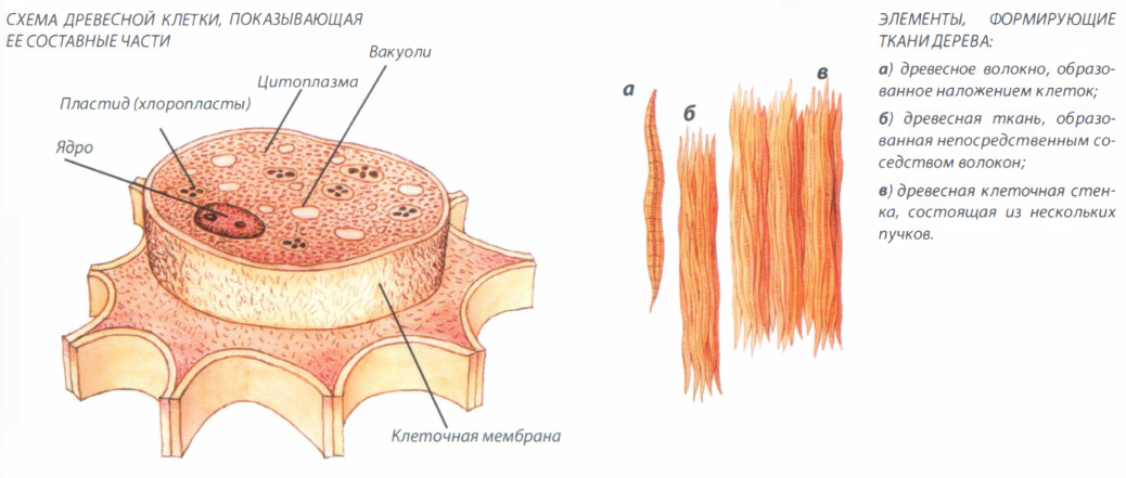 Клетка дерева. Строение клеточных клеток древесины. Клеточная структура древесины. Строение древесной клетки. Древесина структура клеток.