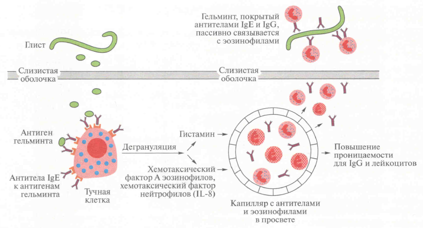 Иммуноглобулин слизистых оболочек. Схема противогельминтного иммунного ответа. Иммунитет против паразитарных инвазий. Схема иммунного ответа паразиты. Схема иммунного ответа на гельминта.