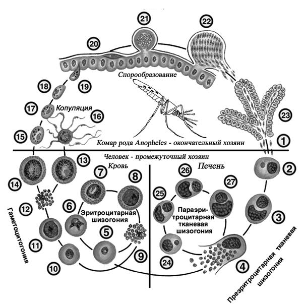 Хозяев в цикле развития малярийного плазмодия. Стадии жизненного цикла малярийного плазмодия. Цикл развития кокцидий и малярийного плазмодия. Цикл развития малярийного плазмодия шизогония. Цикл размножения малярийного плазмодия.