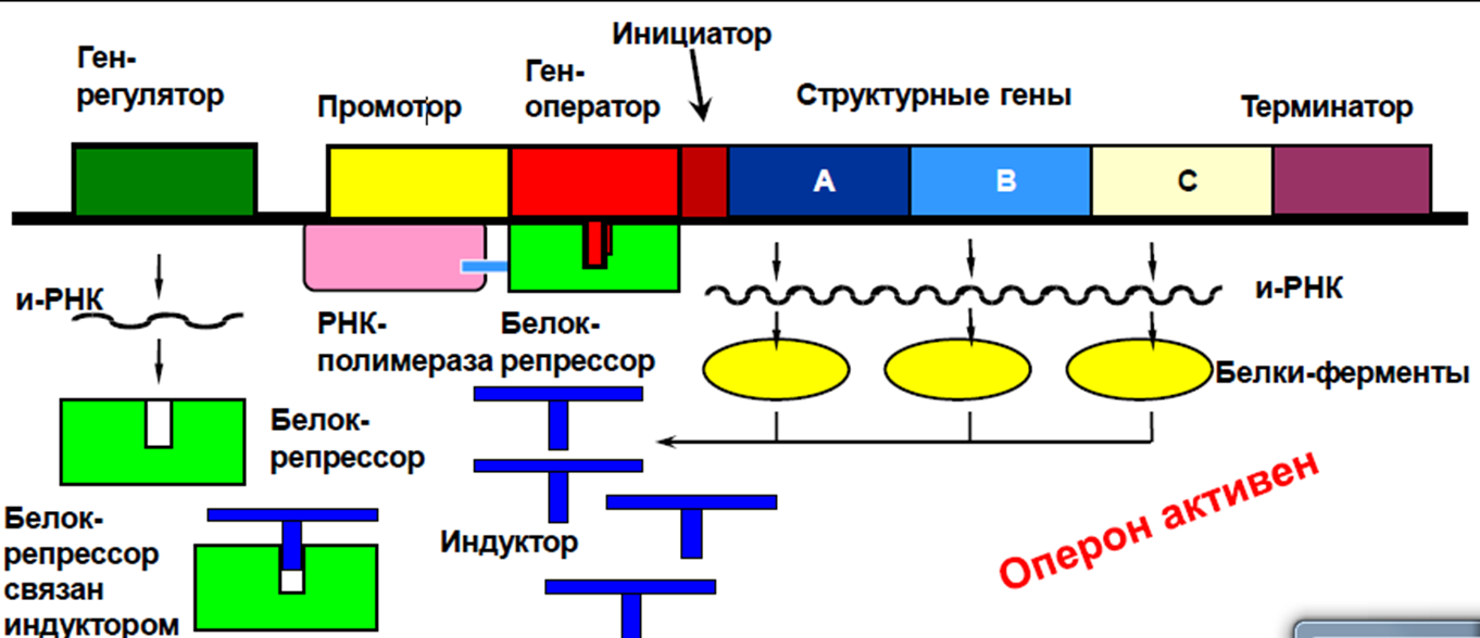 Структурные какие гены. Оперон бактериальной клетки схема. Биосинтез оперон промотор. Схема оперонной регуляции активности Гена. Механизмы регуляции оперона.