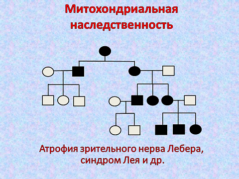 Синдром лебера тип наследования. Митохондриальный Тип наследования. Родословная с митохондриальным типом наследования. Митохондриальная наследственность.