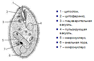 Балантидий строение рисунок