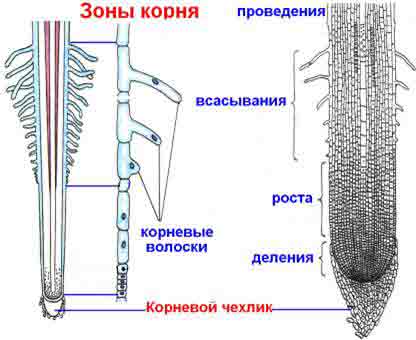 Сосудистые пучки в корневище образуют характерный рисунок