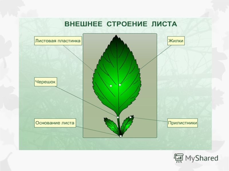 Покажите стрелками и подпишите на рисунке черешок прилистники листовую пластинку впр по биологии