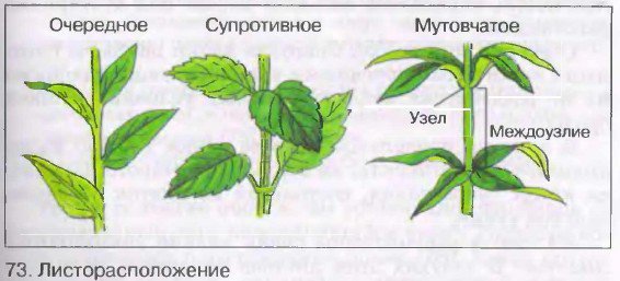 Строение листьев листорасположение 6 класс. Очередное супротивное мутовчатое листорасположение. Расположение листьев биология 6 класс. Листорасположение 6 класс. Типы листорасположения 6 класс биология.