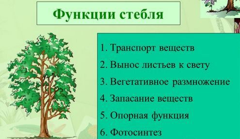 В состав жилки входит что. Смотреть фото В состав жилки входит что. Смотреть картинку В состав жилки входит что. Картинка про В состав жилки входит что. Фото В состав жилки входит что