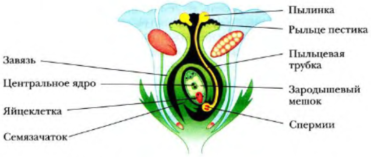Как называют данный процесс пыльцевая трубка спермии. Оплодотворение покрытосеменных растений схема. Пестик строение зародышевый мешок. Строение цветка оплодотворение у цветковых. Завязь пестика зародышевый мешок.