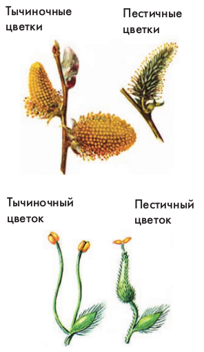 Тип соцветия ивы