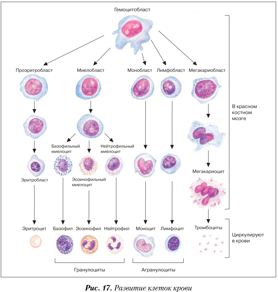 Развитие клеток крови. Схема гемопоэза лейкоцитов. Схема развития форменных элементов крови. Схема кроветворения стадии. Схема развития и дифференцировка клеток крови.