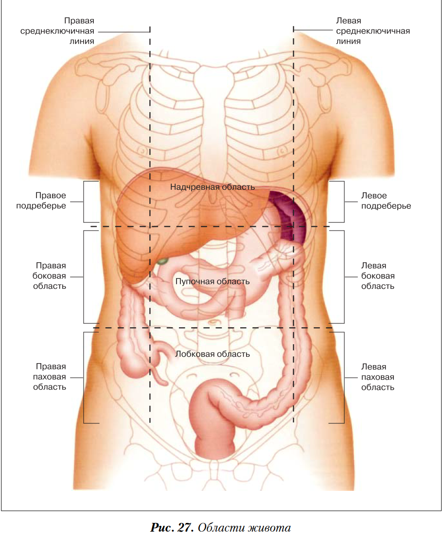 Левая боковая область живота. Внутренние органы под левым ребром спереди. Отделы брюшной полости анатомия. Брюшная полость анатомия схема. Проекция органов брюшной полости.