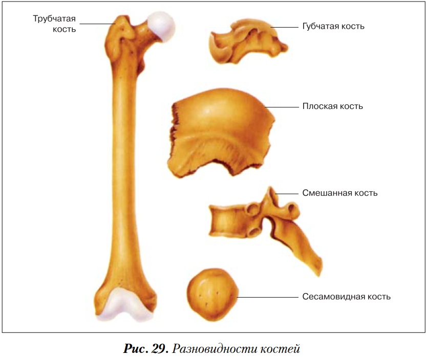 Губчатые кости кости конечностей